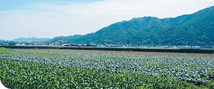 熊本の自然風景